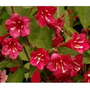 Weigela 'Red Prince' / Veigela 'Red Prince'