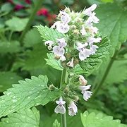 Katteurt - Nepeta Cataria frø Øko