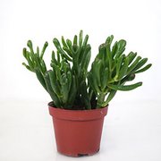 Crassula ovata 'Hobbit'Photo disponiblePlante en pot - Diamètre du pot: 5.5 cm.