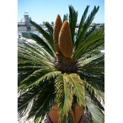 12331 Cycas revoluta