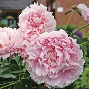 Peonija “Sarah Bernhardt”