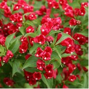 Veigela, krāšņā ,,Red Prince" /Weigela florida/ - C2,5 kont.